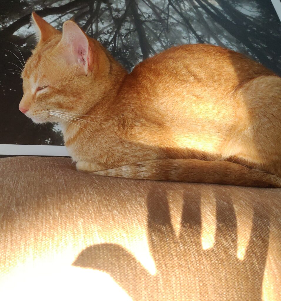 Whiskers